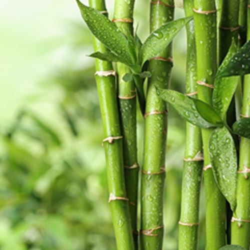 Bamboo Extensin