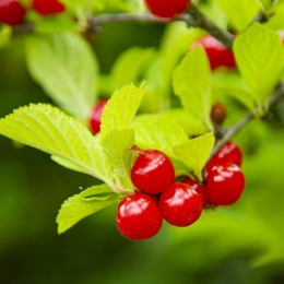 Nanking Cherry Extensin