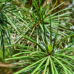 Pine Needle Glycoprotien-2B