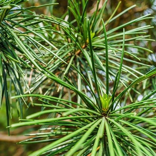 Pine Needle Glycoprotien-2B
