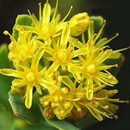 Golden Root Glycoprotein-2B