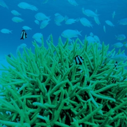 Sea Staghorn Polysaccharide