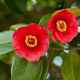 Phytorex-C.Japonica