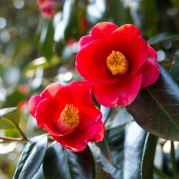 Biorex-C.Japonica