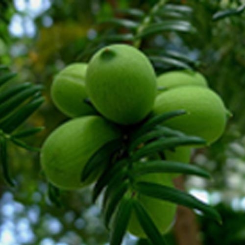 Biorex-Bija