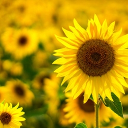 Biorex-Sunflower
