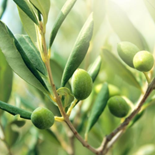 Biorex-Olive