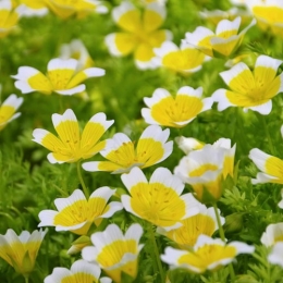 Biorex-Meadowfoam