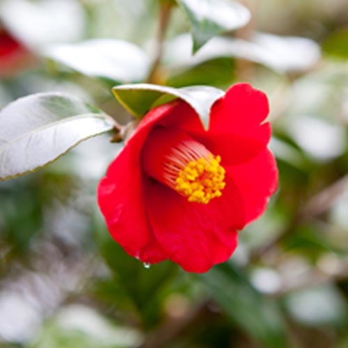 Plantester-C.Japonica