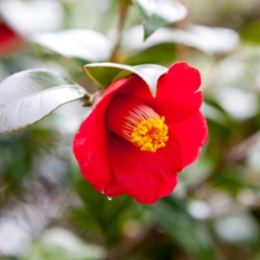 Plantester-C.Japonica