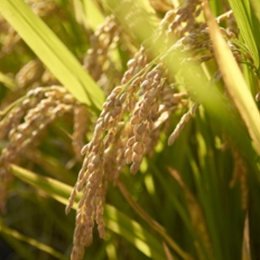 Plantester-Rice Bran