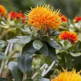 Neorex-Safflower