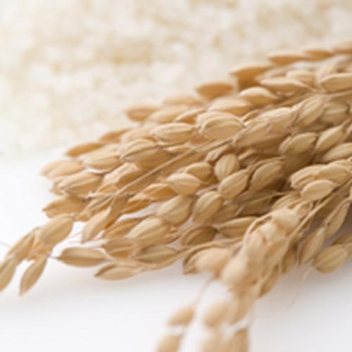 Neorex-Rice Bran